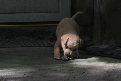 Close-up of a puppy