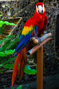 Close-up of bird perching on wood, red macaw in gembiraloka zoo