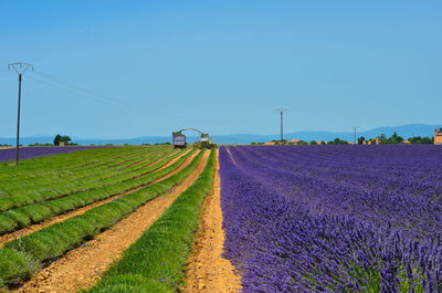 Scenic view of field against clear sky