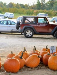 Close-up of pumpkins on field