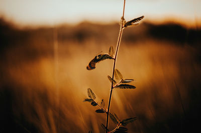 Close-up of wilted plant on field