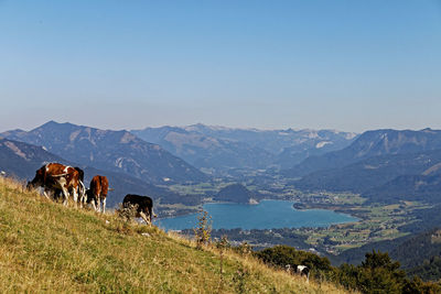 Cows grazing in mountains