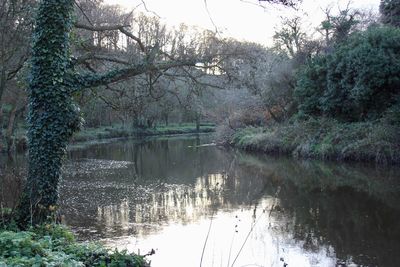 Reflection of trees in lake against sky