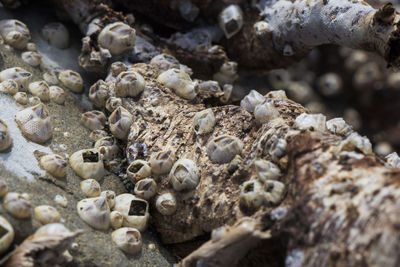 Large group of small clam on the wood, on the beach of black sea