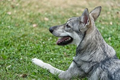 Close-up of dog relaxing on grassy field