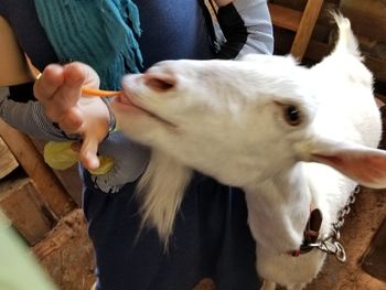 Close-up of hand holding horse