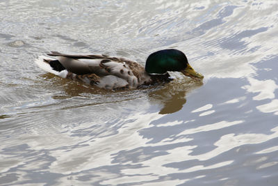 High angle view of mallard duck swimming in lake