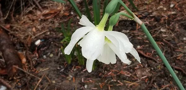 Close-up of white flowering plant on field