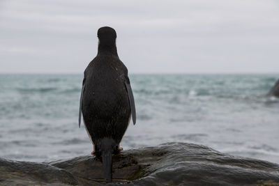 Chinstrap penguin on the shore at elephant island, antarctica.