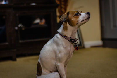 Close-up of a dog looking away