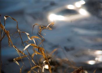 Close-up of plant during winter