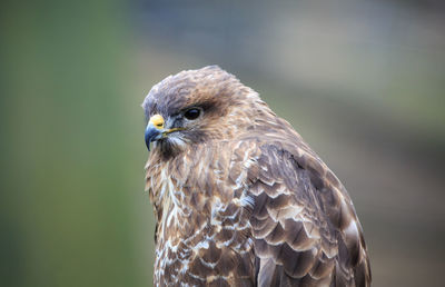 A common buzzard up close