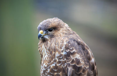 Close-up of eagle