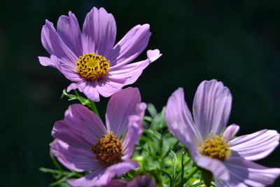 Close-up of honey bee on purple coneflower