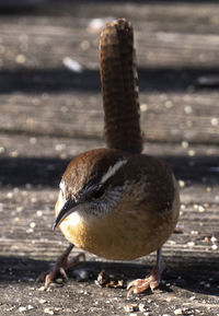 Close-up of a bird