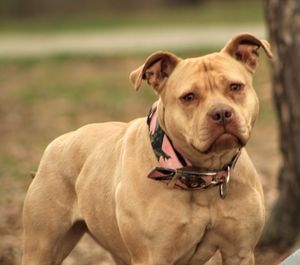 Portrait of dog sticking out tongue on field