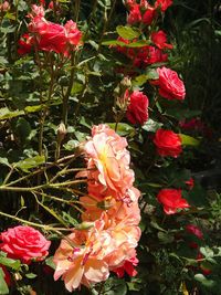 Close-up of red flowers