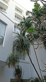 Low angle view of palm tree against building