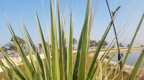 Close-up of grass on field against clear sky