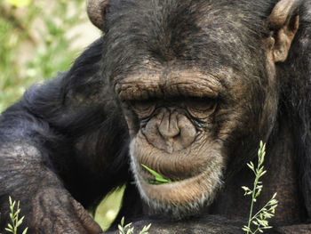 Close-up portrait of a monkey