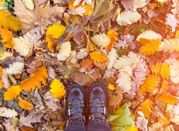 Top view of leather shoes standing on autumn leaves in park