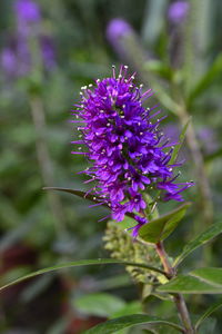 Close-up of purple flowers