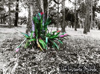 Flowers growing on tree trunk