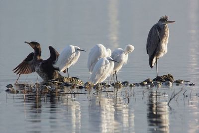 Flock of birds in lake