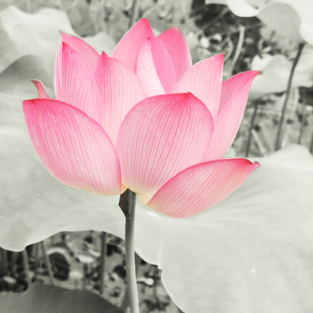 flower, flowering plant, vulnerability, fragility, beauty in nature, freshness, petal, plant, close-up, pink color, flower head, inflorescence, growth, nature, focus on foreground, water lily, lily, plant stem, lotus water lily, no people, outdoors, softness