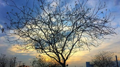 Low angle view of bare trees against sky at sunset