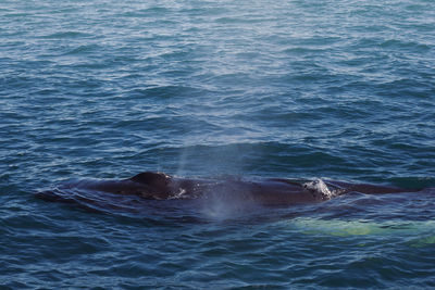 Close up killer whale with fountain in water concept photo