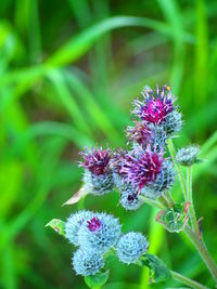 Close-up of pink flowers