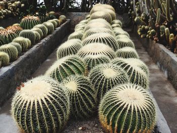 High angle view of cactus plants growing on field