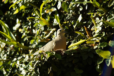 Close-up of bird perching on tree