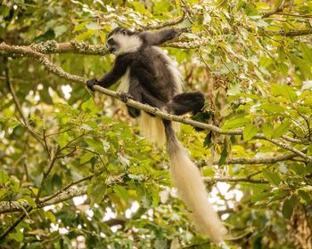 Low angle view of monkey on tree in forest