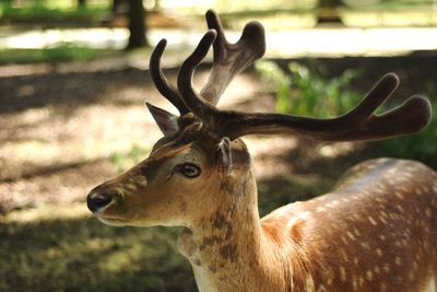 Close-up of deer