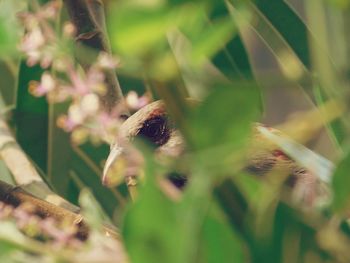 Close-up of honey bee on grass