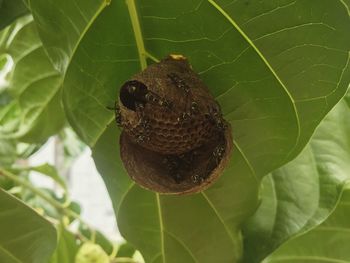 Close-up of insect on leaf