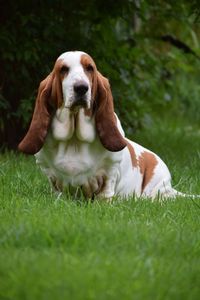 Dog relaxing on field