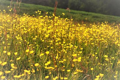Close-up of yellow flowers blooming in field