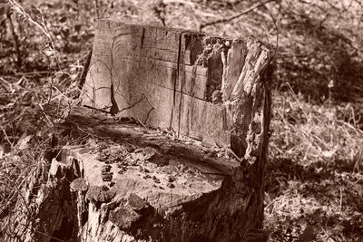 Close-up of tree stump