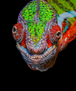 Close-up of a lizard