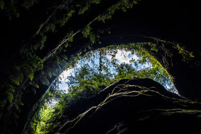 Low angle view of trees against sky