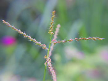 Close-up of plant growing on field