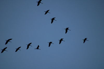 Low angle view of birds flying in sky