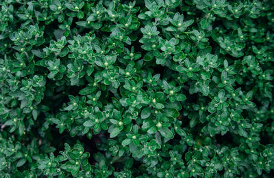 Background of chrysanthemum flower leaves. green carved leaves grow densely in the bush.