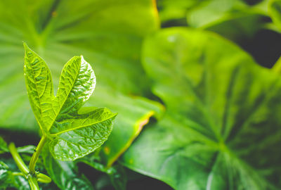 Close-up of fresh green plant