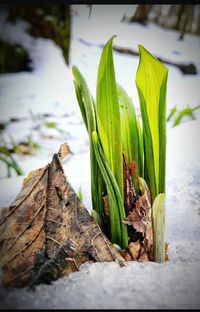 Close-up of fresh green plant