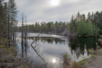 Scenic view of river in forest against sky