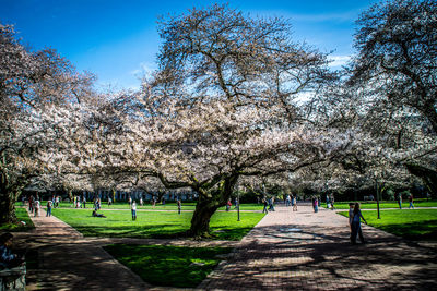 Footpath in park